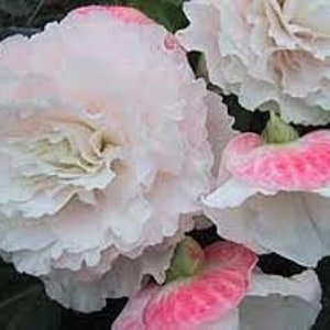 15 Begonia APPLEBLOSSOM Apfelblüten Pellets Samen Semi Sementi Graines Nasiona Somen Frøn Semillas Sementes Siemenet Zaad Zaad Zaden