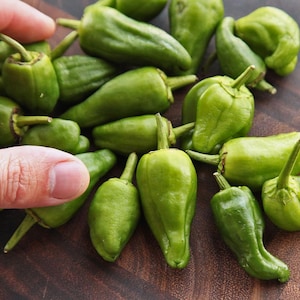 100 Pimientos de Padrón Seeds - Piment tapas espagnol de renommée mondiale