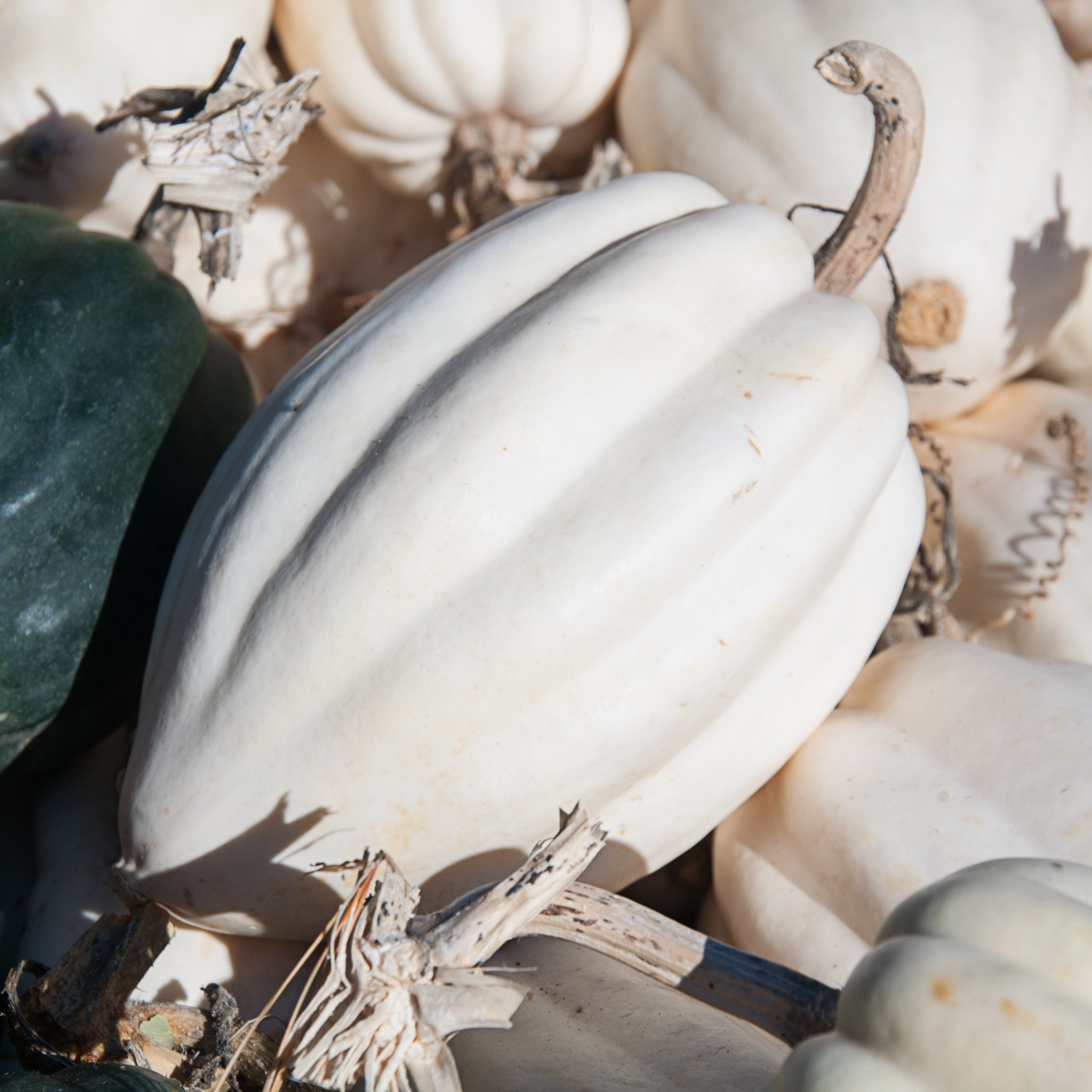 10 Seeds MASHED POTATO White Acorn Squash Weisser Kürbis Samen Etsy