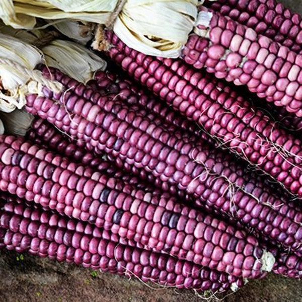 30 Organic MANDAN RED CLAY Corn Seeds Mais Ziermais Samen Semi Sementi Semillas Graines Zaad Zaden Nasiona Somen Frø Sementes Siemenet