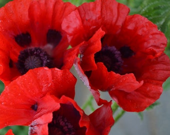 1000 SEEDS Papaver orientale ‘ SCARLET ’ Hardy Perennial Flower Oriental Poppy Red Organic