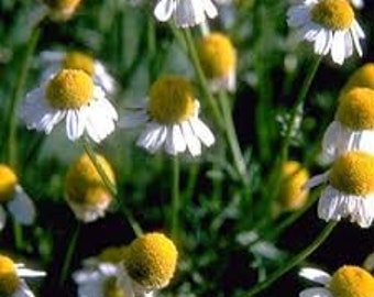 Matricaria chammilla Common Chamomile Seeds +/- 3000 seeds - 0.2g Matricaria chammilla Common Chamomile Seeds +/- 3000 seeds - 0.2g