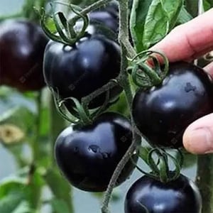 30 Organic AMERICAN BLUE Heirloom Black Tomato Tomat Pomodoro Tomate Seeds Samen Somen Sementes Zaad Zaden Graines Semi Semillas