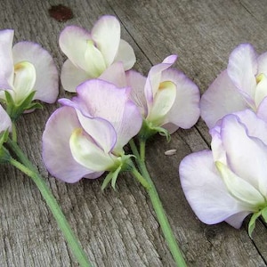 20 HOCH duftende Wicke Lathyrus Odoratus Samen Duftwicke Samen Graines Nasiona Semi Sementi Semillas Frø Zaad Zaden Sementes Siemenet
