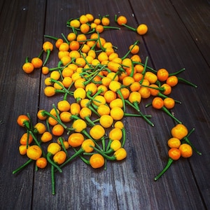 50 / 2025 Harvest Organic Aji Charapita - Najdroższa papryczka chili na świecie Nasiona Jedna z najsmaczniejszych papryczek chili