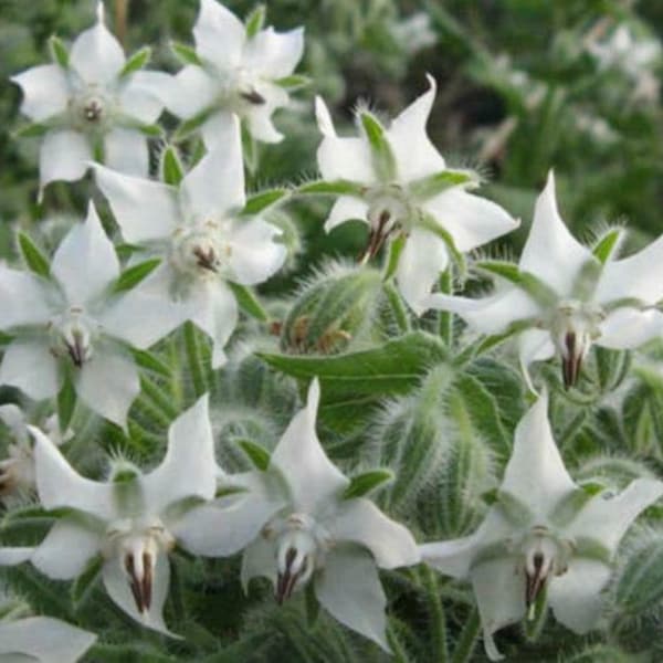 50 White Borage BIANCA Weisser Borretsch Samen Gurkenkraut Semences Graines de Bourrache Borage Zaden Borragine semina Borraja Semillas