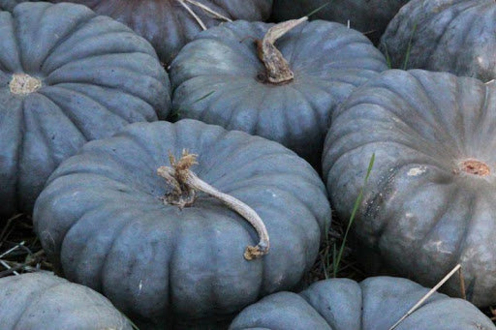 15 Organic QUEENSLAND BLUE Pumpkin Seeds Kürbis Samen Zaad Etsy