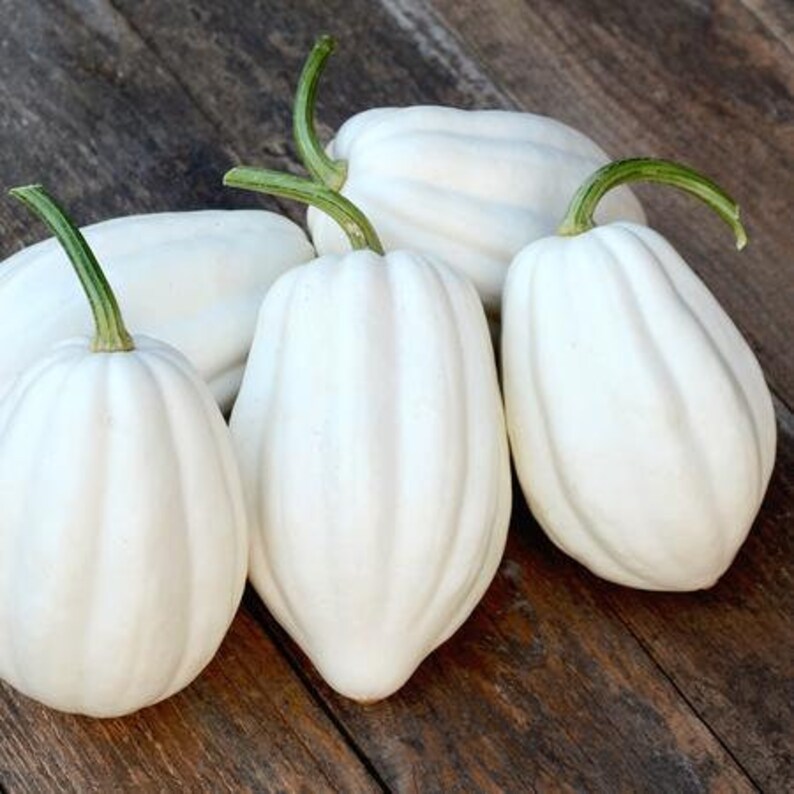 10 Seeds MASHED POTATO White Acorn Squash Weisser Kürbis Samen Etsy UK