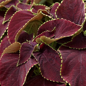 Peut inclure: Gros plan sur une plante de coléus avec de grandes feuilles texturées. Les feuilles sont d'un bordeaux profond avec des bords vert vif. La plante a une apparence luxuriante et pleine, avec de nombreuses feuilles qui se chevauchent.