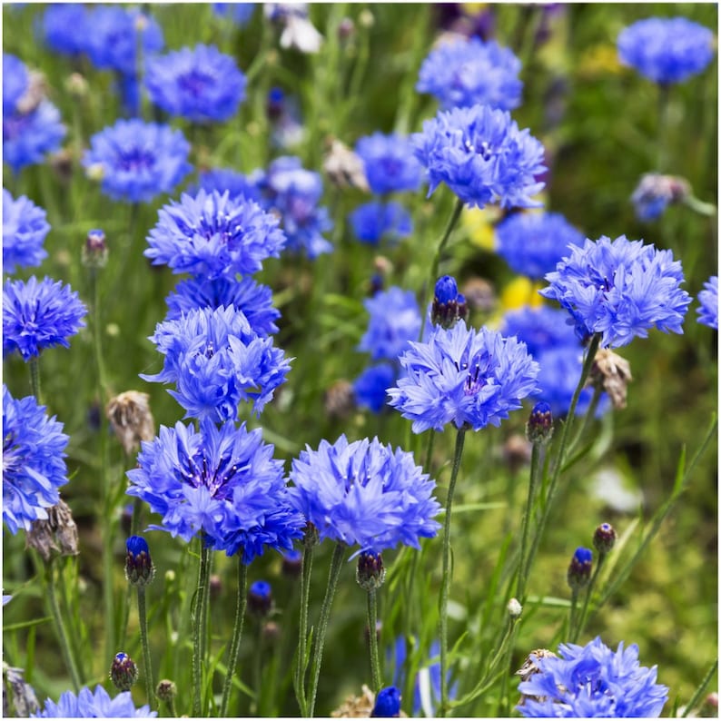 rothys cornflower blue