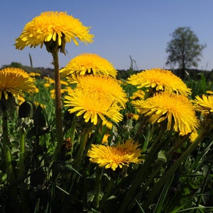 1000 Schweizer frische Bio Löwenzahn Samen Tarrasaco Samen Paardenbloem Zaden Pissenlit Grana Diente de León Taraxacum