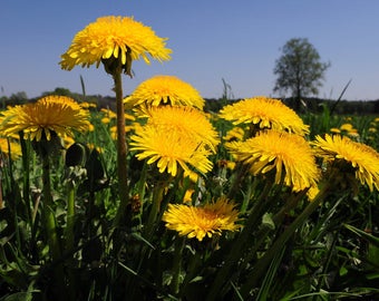 1000 graines de pissenlit suisse Löwenzahn Samen Paardenbloem Zaden Tarassaco Semi Diente de León