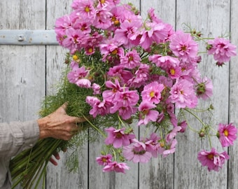 50 Fizzy Pink Dark Center Schmuckkörbchen Schmuckkörbchen Samen Cosmea Graines Nasiona Zaad Zaden Sementes Siemenet Frø Somen Semi