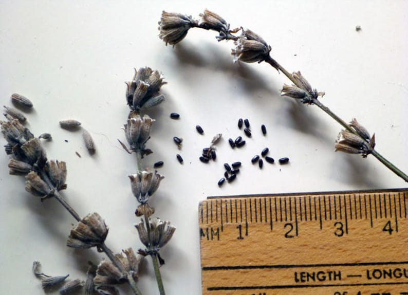 какие семена лаванды. семена лаванды ворсянки. лавандовые семена. какие семена лаванды. лаванда цветки сушёные.