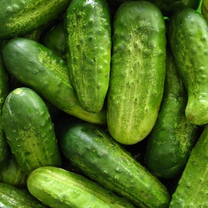30 Organic HOMEMADE PICKLES Cucumber Seeds Yielding and great disease resistance Homemade Pickles Samen Semi Semillas Graines Gurke Samen