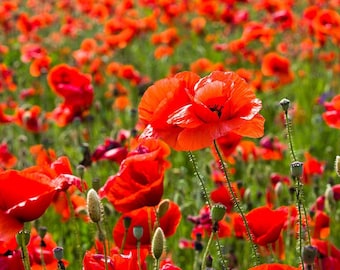 1000 BIO Roter Feldmohn Papaver Rhoeas Klastchmohn Samen Klaproos Papavero Fiore Semplice Rosso Graines Nasiona Frø Zaad Zaden