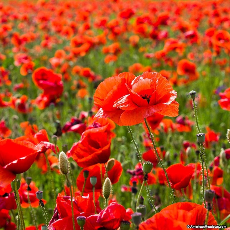 Graines De Coquelicot Rouge - 900 000 Graines Pour 2000 M² - Fleurs Sauvages Annuelles Faciles à Cultiver