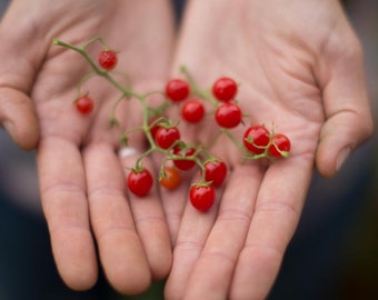Bio-Rote Johannisbeere Tomatensamen, Non-GMO