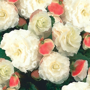 Può includere: Primo piano di fiori di begonia bianchi con accenti rosa. I fiori sono in piena fioritura e hanno un aspetto delicato e arricciato.