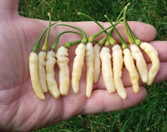 30 ARIBIBI GUSANO Caterpillar Chilli Seeds Chili Samen Graines Semillas Sementes Siemenet Somen Zaden Frön Sēklas Semi Sementi Semená Semena