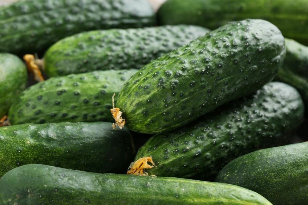 50 Cucumber Gherkin VERT PETIT De Paris French Cornichon Etsy Singapore