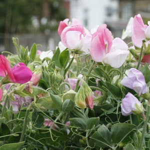 25 Organic CUPID PINK Dwarf Windowbox Sweet Pea Seeds Lathyrus Duftwicke Sameb Zaad Zaden Semi Sementi Sementes Siemenet Graines Semillas image 3