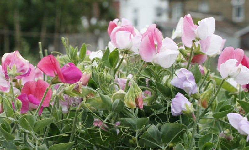 25 Organic CUPID PINK Dwarf Windowbox Sweet Pea Seeds Lathyrus Duftwicke Sameb Zaad Zaden Semi Sementi Sementes Siemenet Graines Semillas image 3