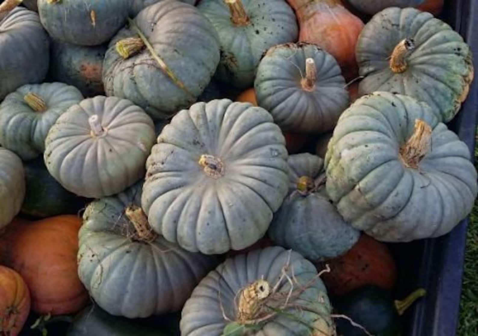 15 Organic QUEENSLAND BLUE Pumpkin Seeds Kürbis Samen Zaad Etsy