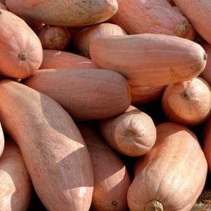 15 jumbo rosa banansquashfrön