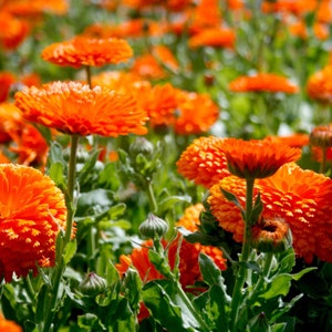 Può includere: Un campo di fiori di calendula arancioni in fiore. I fiori sono in diverse fasi di fioritura, alcuni sono completamente aperti e altri ancora in bocciolo. I fiori sono circondati da foglie verdi.