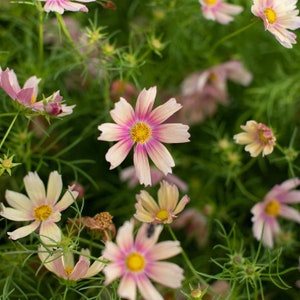 30 Cosmos APRICOT LEMONADE Seeds Cosmea Schmuckkörbchen Samen Somen Zaad Zaden Semi Sementi Sementes Siemenet Graines Nasiona Semillas