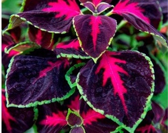 10 Schokoladenkirschen Coleus Seeds Buntnessel Samen Somen Graines Semillas Zaad Sementes Siemenet