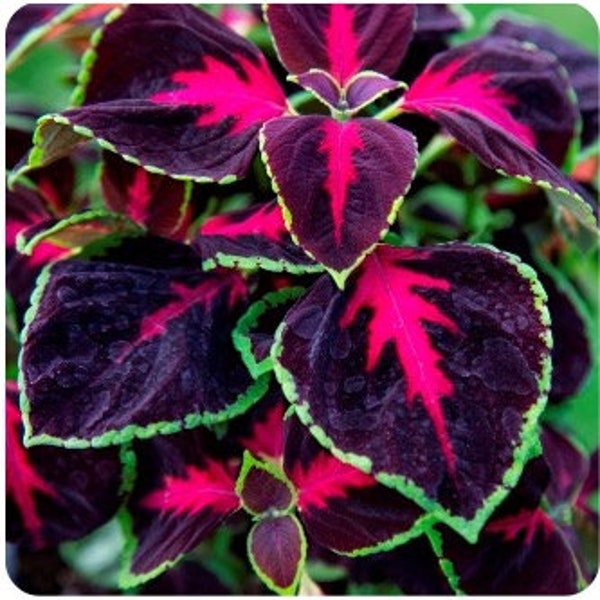 10 CHOCOLAT Couvert Cerise / Chocolat Cerise Coleus Graines Granulés Buntnessel Samen Somen Graines Semi Semillas Zaad Sementes Siemenet