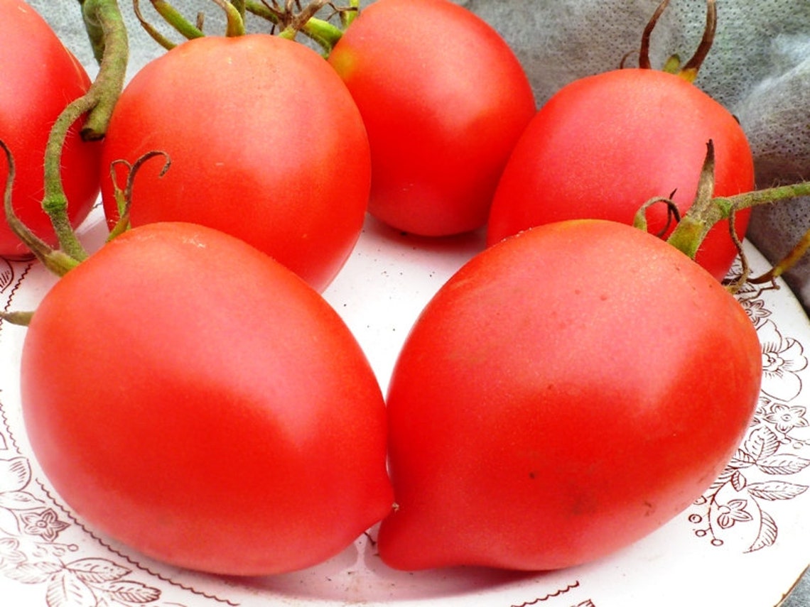 30 Anna Russian Tomato Seeds Organic Etsy