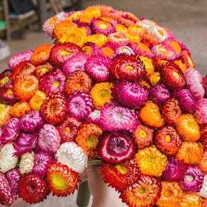 Könnte beinhalten: Ein Strauß getrockneter Blumen in Rosa-, Orange- und Gelbtönen. Die Blumen sind kreisförmig angeordnet und haben eine strukturierte, papierartige Oberfläche.