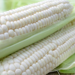 20 TUXANA vita majsfrön - Icke-GMO öppet pollinerade