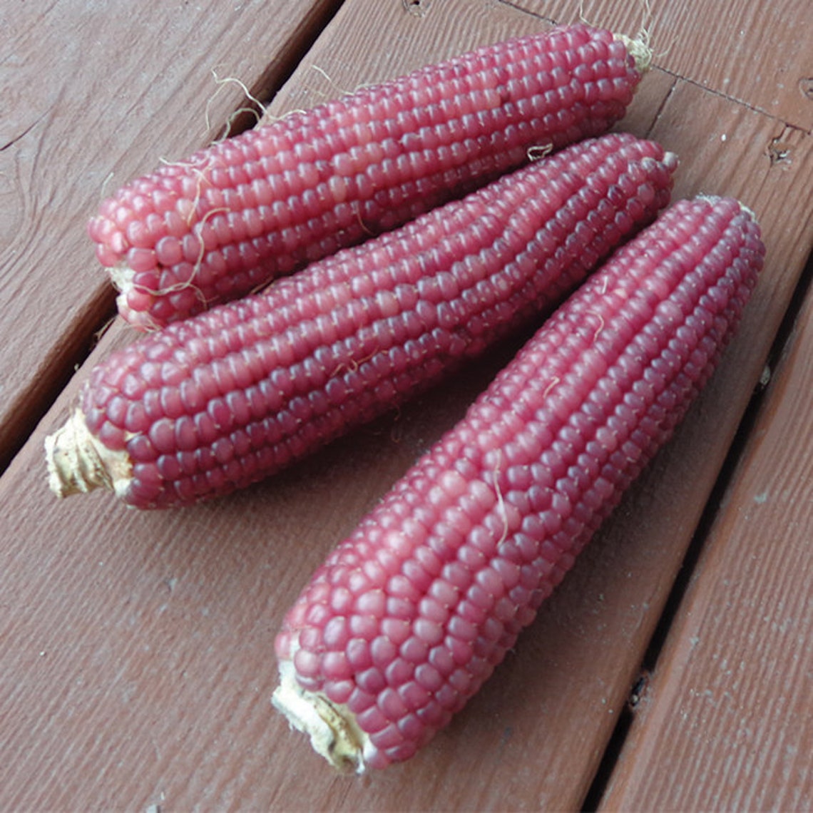 100 Organic NEON PINK Popcorn Corn Seeds Mais Samen Graines Etsy