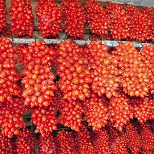 Op de afbeelding: Een close-up afbeelding van een grote hoeveelheid rode tomaten die in een tros hangen. De tomaten zijn in rijen gerangschikt en zijn allemaal even groot en even gevormd. De tomaten zijn felrood en lijken rijp en klaar om te eten.