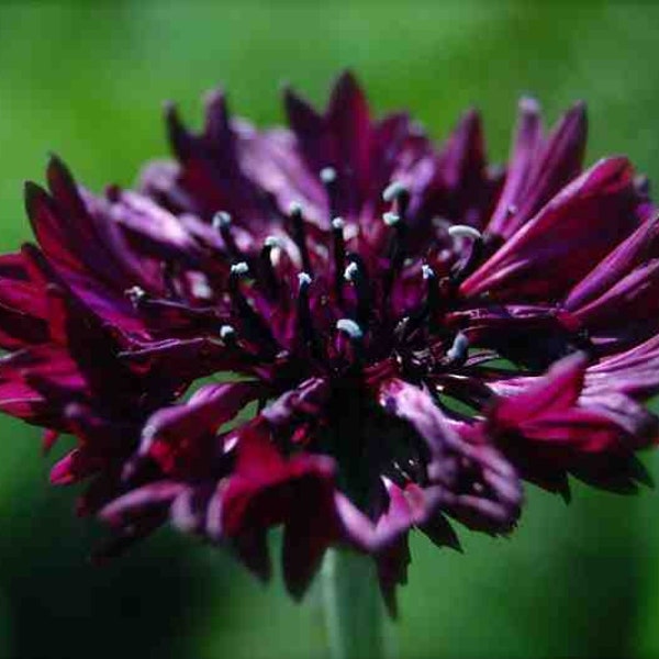 300 Organic Cornflower BLACK BALL Centaurea Seeds Black Bachelor's button Kornblume Samen Semi Semillas Graines Somen Zaden Sementes