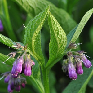 30 True COMFREY Seeds Famous medicinal herb Symphytum officinale Beinwell Samen Smeerwortel Zaden Consoude Graines Semi di Consolida