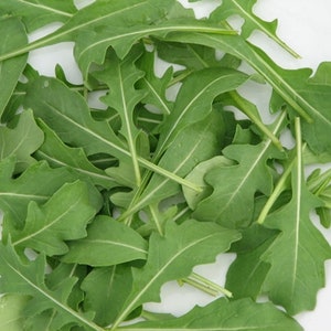 VENDITA! 1000 Insalata Biologica Semi Di Rucola Salat Rauke Samen Rucola Graines Nasiona Sementes Siemenet Semillas Somen Frø Zaad Zaden Semi Sementi