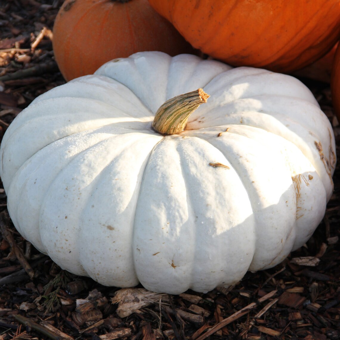 12 FLAT BOER White Pumpkin Seeds Samen Somen Graines Semi Etsy
