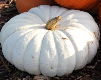 May include: A large, white pumpkin with a ribbed texture and a light brown stem. Two orange pumpkins are visible in the background. The pumpkin is sitting on a bed of brown mulch.