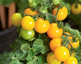 Set 10 Varietà Semi Di Pomodoro Bio – Oltre 100 Semi Per Giardino O Balcone, Alta Germinabilità, Guida In Italiano, Produzione Italiana