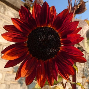 30 VELVET QUEEN ひまわりの種 Zaden Sonnenblume Samen Semi Sementi Siemenet Somen Graines de Tournesol Semillas Frö Semillas