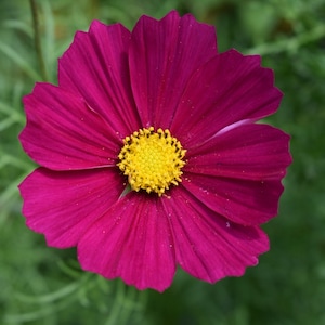 Può includere: Un fiore di cosmo magenta vibrante con un centro giallo brillante. Il fiore ha petali delicati ed è in piena fioritura.
