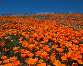 May include: A field of bright orange California poppies in full bloom, with a wooden fence in the background.