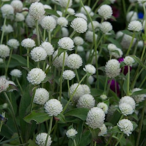 60 Organic WHITE Globe Amaranth Gomphrena Kugelamarant Kogelamarant Seeds Samen Semillas Graines Somen Zaad Zaden Frø Sementes Siemenet