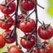 see more listings in the Tomaten section