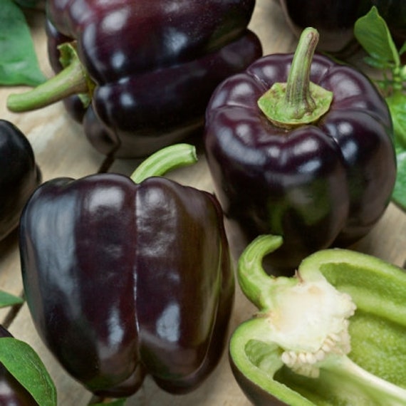 SALE 50 Biologische INGRID Sweet Black Paprika Zaden Paprika Zaden Chocolade Beauty Samen Peperone Semi Semillas Poivre Graines Etsy Nederland